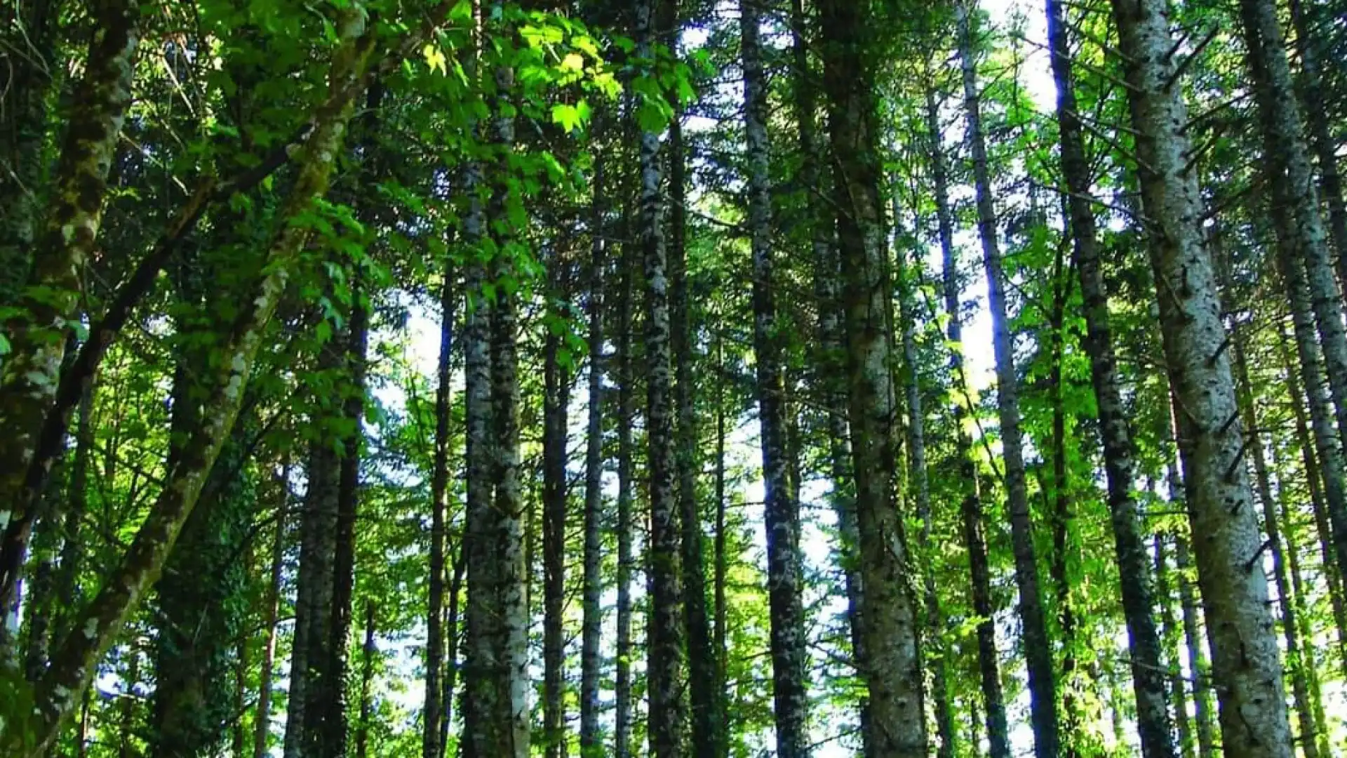 Reparto Carabinieri per la Biodiversità, possibile spostamento di sede d Isernia a Castel Di Sangro. La nota del presidente della Provincia Alfredo Ricci